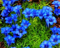 Good sized blue flowers